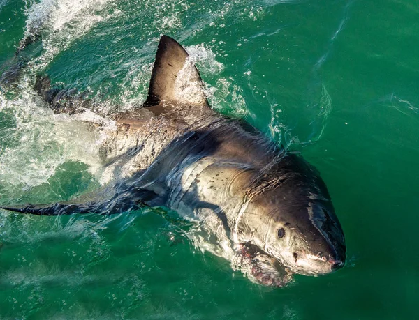 그레이트 화이트 바다에서 입으로 그레이트 화이트 공격입니다 과학적인 Carcharodon Carcharias — 스톡 사진