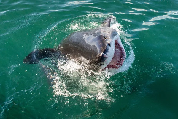 Grande Tubarão Branco Com Boca Aberta Oceano Grande Tubarão Branco — Fotografia de Stock