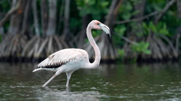 Juveniele Amerikaanse Flamingo Caribische Flamingo Wetenschappelijke Naam Phoenicopterus Ruber Ruber — Stockfoto
