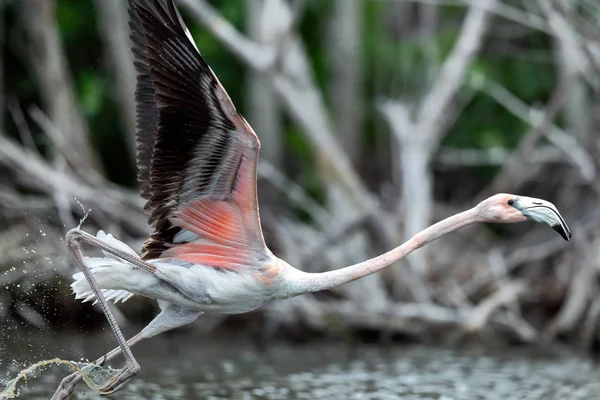 Juvenilní Americký Flamingo Nebo Karibské Flamingo Vědecké Jméno Phoenicopterus Ruber — Stock fotografie