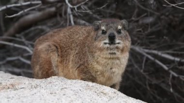 Kaya hyrax (Procavia capensis), ayrıca Cape hyrax, kaya tavşanı ve (İncil 'de) coney olarak da bilinir. Güney Afrika. 4k