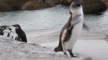 Afrika penguenleri kayalık bir sahilde sallanıyor. Bilimsel adı: Spheniscus demersus, aynı zamanda eşek pengueni ve siyah ayaklı penguen olarak da bilinir. Güney Afrika. 4k