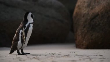 Afrikalı penguen tüyleri gagasıyla temizler. Bilimsel adı: Spheniscus demersus, aynı zamanda eşek pengueni ve siyah ayaklı penguen olarak da bilinir. Güney Afrika 4k
