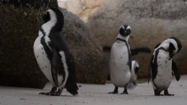Afrika penguenleri gagalarıyla tüyleri temizler. Bilimsel adı: Spheniscus demersus, aynı zamanda eşek pengueni ve siyah ayaklı penguen olarak da bilinir. Güney Afrika 4k