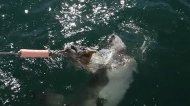 Büyük Beyaz Köpekbalığı. Köpekbalığı yeme saldırır, yavaş çekimde. Bilimsel adı Carcharodon carcharias. Güney Afrika.