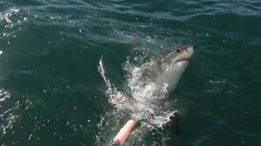 Büyük Beyaz Köpekbalığı. Köpekbalığı yeme saldırır, yavaş çekimde. Bilimsel adı Carcharodon carcharias. Güney Afrika.