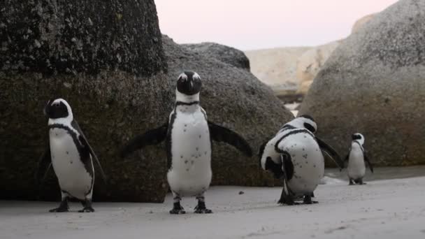 Afrika Penguenleri Gagalarıyla Tüyleri Temizler Bilimsel Adı Spheniscus Demersus Aynı — Stok video