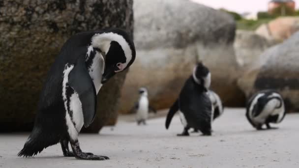Afrykańskie Pingwiny Czyszczą Pióra Dziobem Nazwa Naukowa Spheniscus Demersus Znany — Wideo stockowe