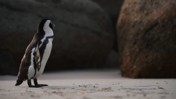 Pingüino Africano Limpia Plumas Con Pico Nombre Científico Spheniscus Demersus — Vídeo de stock