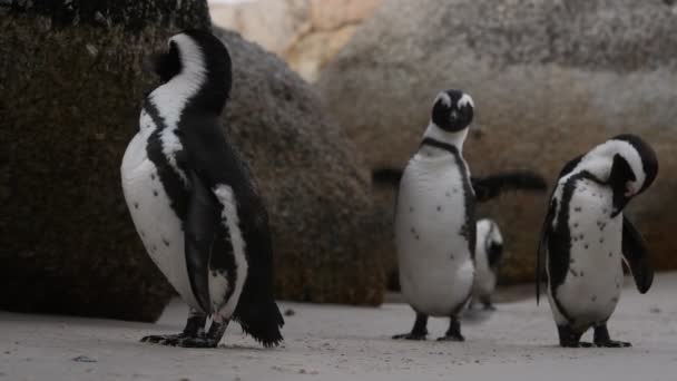 Pinguins Africanos Limpam Penas Com Bico Nome Científico Spheniscus Demersus — Vídeo de Stock