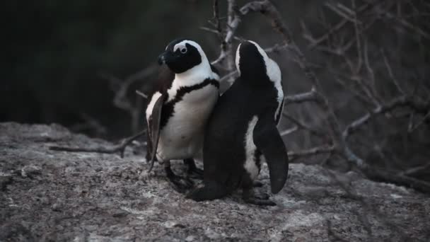 Pingüinos Africanos Roca Nombre Científico Spheniscus Demersus También Conocido Como — Vídeos de Stock