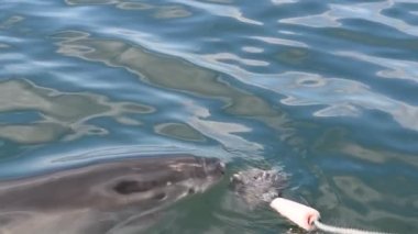 Büyük Beyaz Köpekbalığı. Köpekbalığı yeme saldırır, yavaş çekimde. Bilimsel adı Carcharodon carcharias. Güney Afrika.