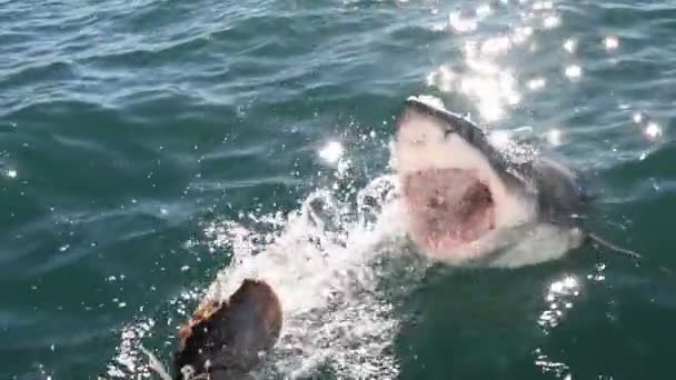 Grande Tubarão Branco Tubarão Ataca Isca Câmara Lenta Nome Científico — Vídeo de Stock