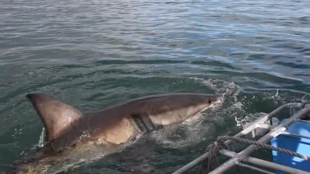 Большая Белая Акула Акула Нападает Приманку Замедляясь Научное Название Carcharodon — стоковое видео