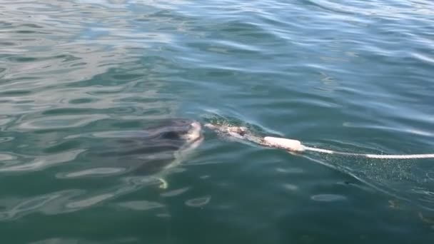 Gran Tiburón Blanco Tiburón Ataca Cebo Cámara Lenta Nombre Científico — Vídeo de stock