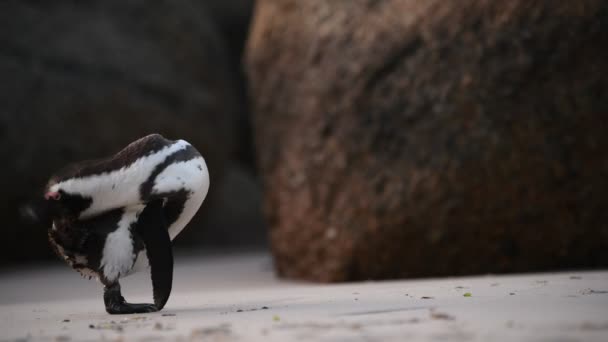 Pinguim Africano Limpa Penas Com Bico Nome Científico Spheniscus Demersus — Vídeo de Stock
