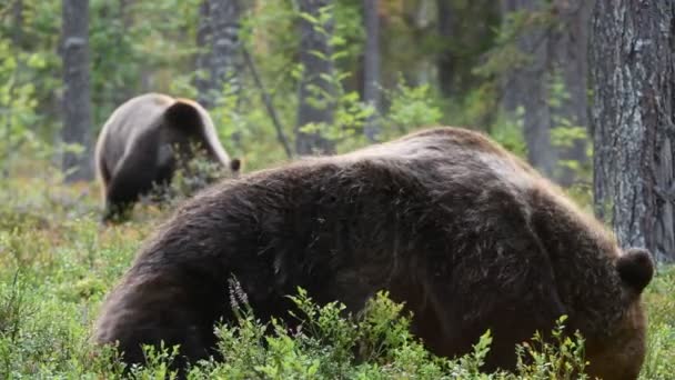 L'ours brun adulte sauvage se retourne dans l'herbe verte. forêt de pins verts fond naturel. Nom scientifique : Ursus arctos. Habitat naturel 4k 