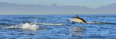 Denizde mavi sudaki yunus. Küba.