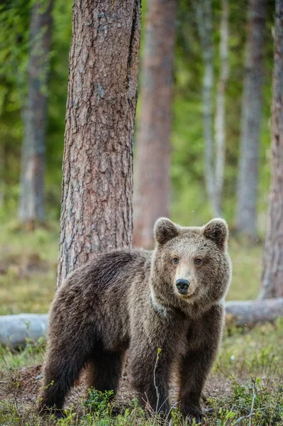 Большой Бурый Медведь Летнем Лесу Зеленый Лес Природный Фон Научное — стоковое фото