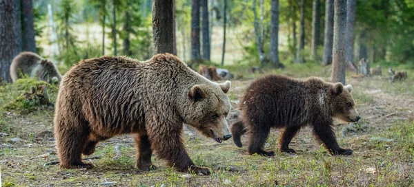 Αρκουδάκι Και Αρκουδάκι Της Καφέ Αρκούδας Στο Δάσος Καλοκαίρι Επιστημονική — Φωτογραφία Αρχείου