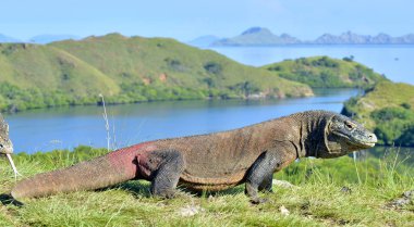 Komodo dragon ( Varanus komodoensis ) in natural habitat. Biggest living lizard in the world island Rinca. Indonesia. clipart
