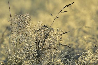 Güneş tarafından aydınlatılan çimenler sonbahar çayırlarına karşı 