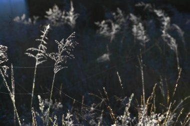 Grass in backLight on dark background. Composition with wild grass in sunrise  counterlight on dark background.