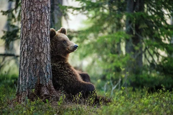 Медвежонок Лесу Научное Название Ursus Arctos Природная Среда Обитания Летний — стоковое фото