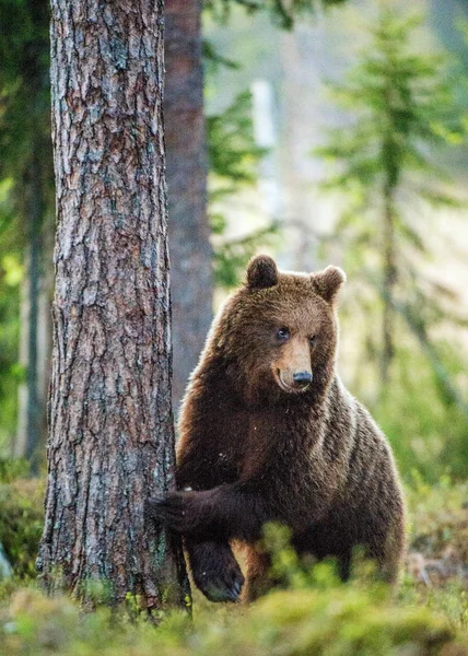 Big Brown Bear Forest Green Forest Natural Background Scientific Name — Stock Photo, Image