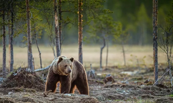 大棕熊在森林里 绿色森林自然背景 Ursus Arctos 自然栖息地 — 图库照片