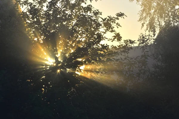 Sun Rays Foliage Sun Rays Passing Foliage Tree — Stock Photo, Image