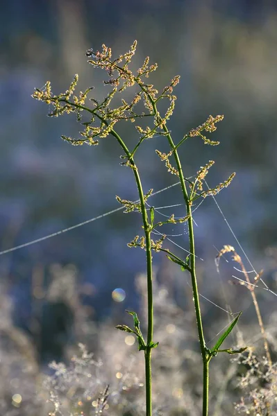 Relva Fundo Prado Grama Iluminada Pelo Sol Contra Fundo Prado — Fotografia de Stock