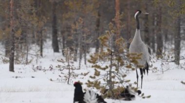 Crane ve Black Grouses karlı bir bataklıkta. Bilimsel adı Tetrao Tetrix. Doğal yaşam alanı. Baharın Başları.