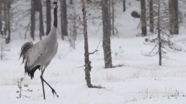 Karlı bir bataklıkta yürüyen turna..