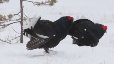 Siyah Grouses karda lekeleniyor. Erkekler. Bilimsel adı Tetrao Tetrix. Doğal yaşam alanı. Baharın Başları.