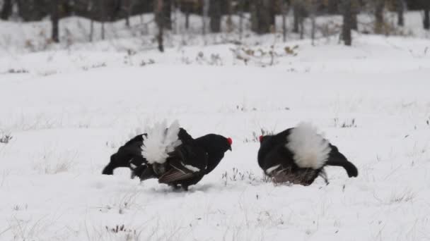 Black Grouses Saltando Sobre Nieve Hombres Nombre Científico Tetrao Tetrix — Vídeos de Stock