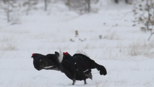 黒のグループは雪の上でトレッキング Tetrao Tetrix 自然生息地早春 — ストック動画