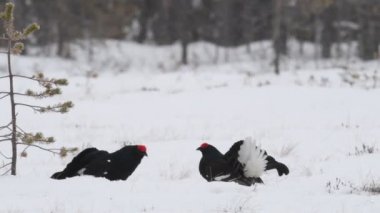 Siyah Grouses karda lekeleniyor. Erkekler. Bilimsel adı Tetrao Tetrix. Doğal yaşam alanı. Baharın Başları.