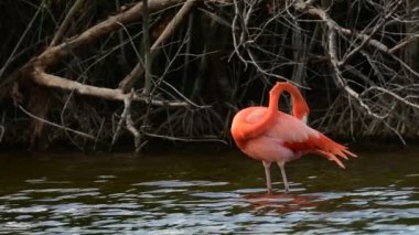 Suda Karayip flamingosu. American Flamingo veya Karayip flamingosu. Bilimsel adı Phoenicopterus ruber ruber. Küba.