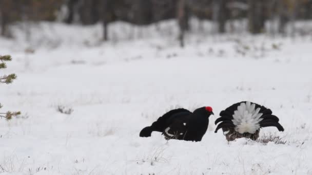 Black Grouses Saltando Sobre Nieve Hombres Nombre Científico Tetrao Tetrix — Vídeos de Stock