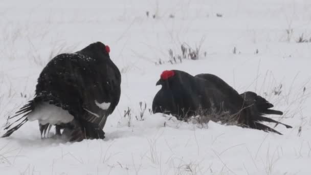 黑色的群体在雪地上滑行 Tetrao Tetrix 自然栖息地 — 图库视频影像