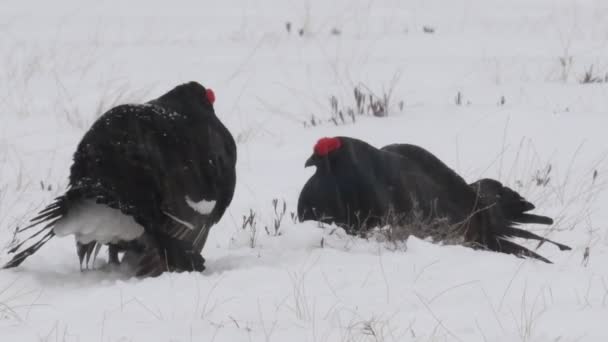 Black Grouses Leker Snön Män Vetenskapligt Namn Tetrao Tetrix Naturlig — Stockvideo