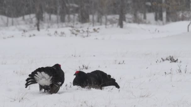 Black Grouses Saltando Sobre Nieve Hombres Nombre Científico Tetrao Tetrix — Vídeos de Stock