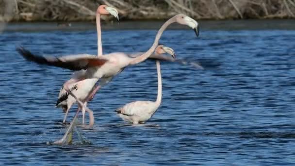 Flamencos Caribeños Agua Adultos Aves Jóvenes Flamingo Americano Flamenco Caribeño — Vídeos de Stock
