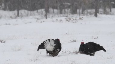 Siyah Grouses karda lekeleniyor. Erkekler. Bilimsel adı Tetrao Tetrix. Doğal yaşam alanı. Baharın Başları.
