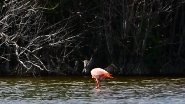 Karibské Plameňáky Vodě American Flamingo Nebo Caribbean Flamingo Vědecké Jméno — Stock video