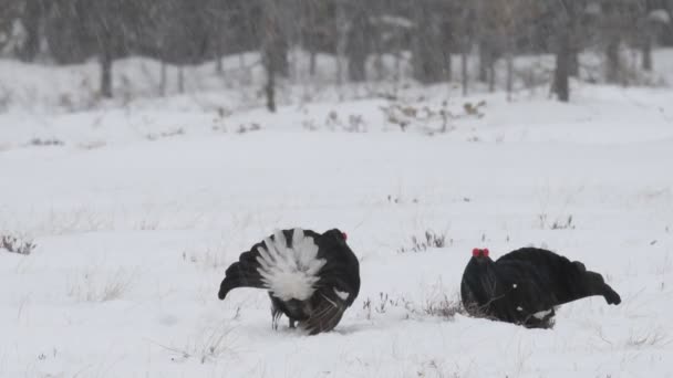 Black Grouses Saltando Sobre Nieve Hombres Nombre Científico Tetrao Tetrix — Vídeos de Stock