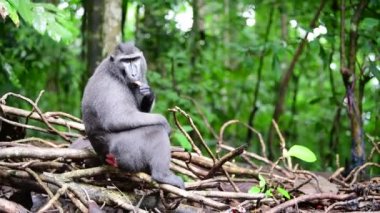 Ünlüler ormandaki makağı tepeledi. Yeşil doğal arka plan. İbikli siyah makak, Sulawesi armalı makak, ya da siyah maymun. Doğal yaşam alanı. Sulawesi. Endonezya