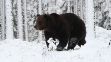 Kahverengi ayı kış ormanında kar üzerinde yürür. Kar yağışı. Bilimsel adı: Ursus arctos. Doğal yaşam alanı. Kış sezonu.