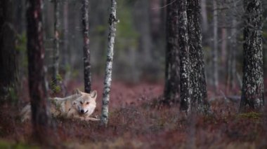 Avrasya kurdu. Gri veya gri kurt olarak da bilinir. Timber Wolf olarak da bilinir. Bilimsel adı Canis Lupus. Doğal yaşam alanı. Sonbahar ormanı.